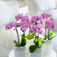 ✨🪷夕方から🪷✨