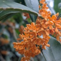 一瞬の美しさ🥀