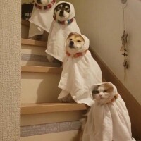 帰宅からの🏘️