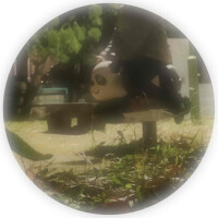 真夜中のパンダ