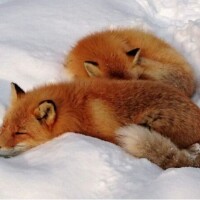 🍀おはようございます🍀