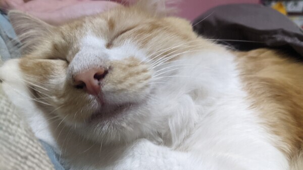 本日はお休み頂いてます。