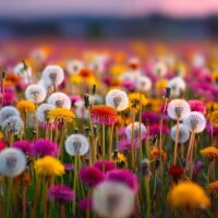 雨上がりの特権