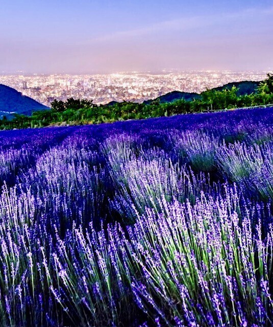 ちょっと季節外れなんですが…