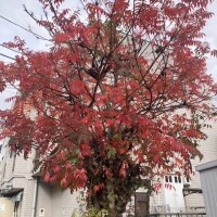 季節を感じる🍂