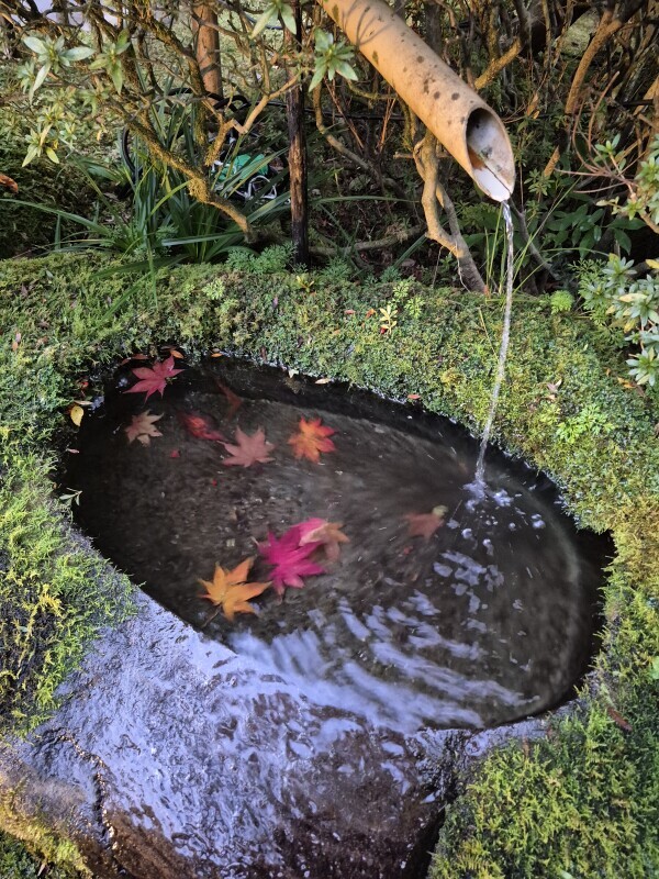 ✨🪷火曜日🪷✨