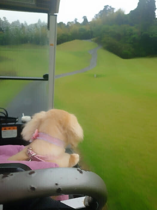 ✨🪷チップイン🪷✨