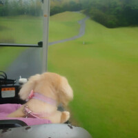 ✨🪷チップイン🪷✨