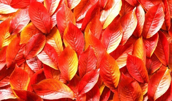 🍀おはようございます🍀