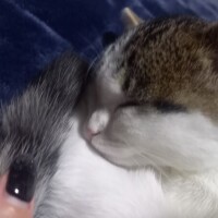 あやすみなさい😴