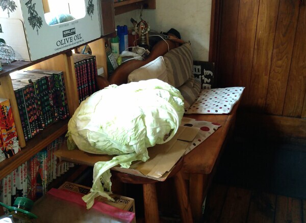 でかキャベツ🥬