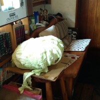 でかキャベツ🥬