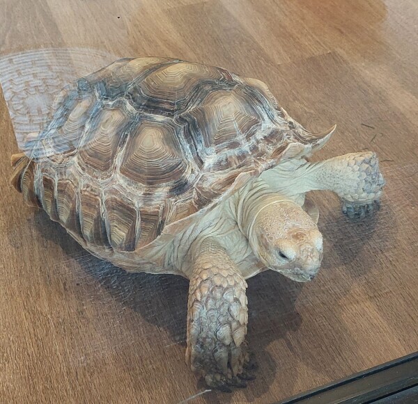 もしもし亀よ( 'ᢦ' )