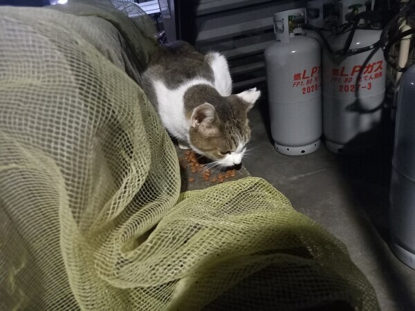 野良猫ちゃん😸