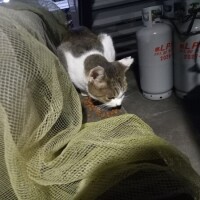 野良猫ちゃん😸