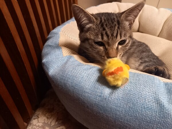 ぴよりーな😸🐤