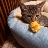 ぴよりーな😸🐤