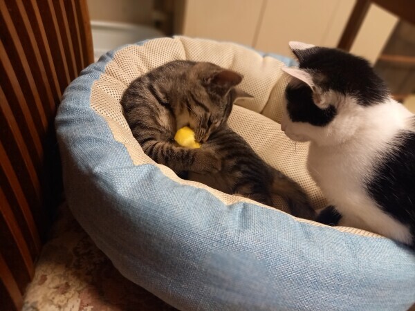 わ〰️😆😹✨