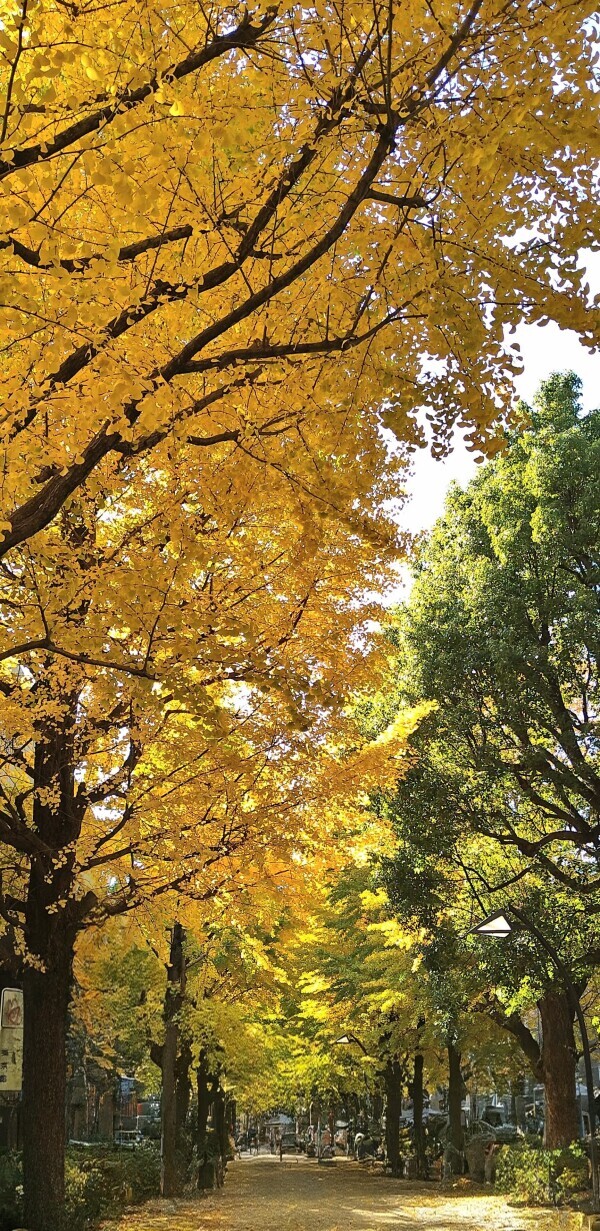 黃葉が綺麗だね✨