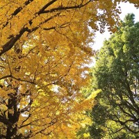 黃葉が綺麗だね✨