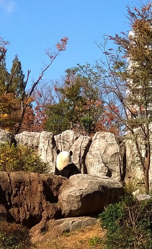 シャオ＆レイ🐼