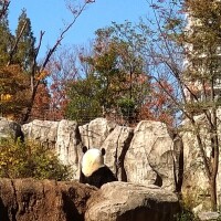 シャオ＆レイ🐼