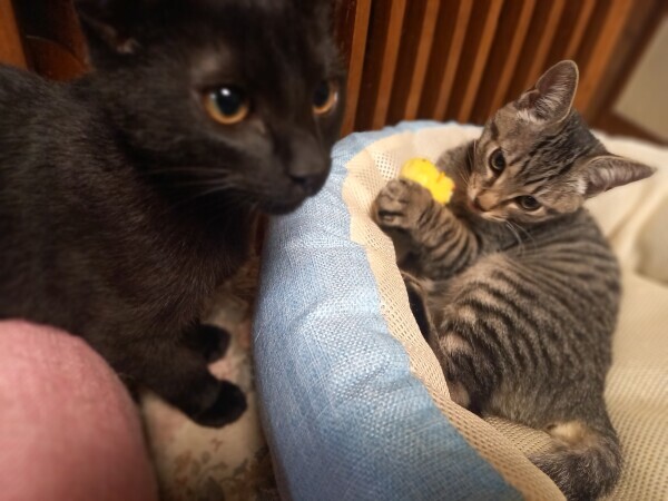 おやすみなさい😴