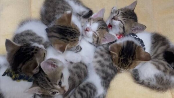 🍁🍁おはようございます🍁🍁