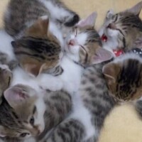 🍁🍁おはようございます🍁🍁