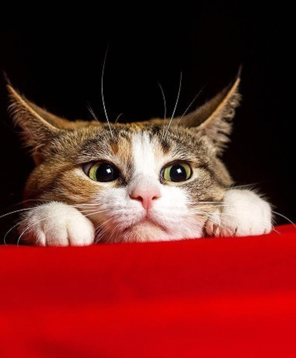 本日出勤です🐾