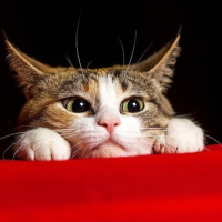 本日出勤です🐾