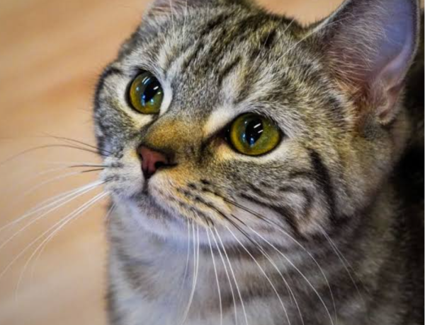 ご予約ありがとうございます