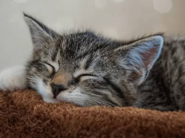 ありがとうございました