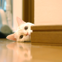 本日お昼から出勤です🐾