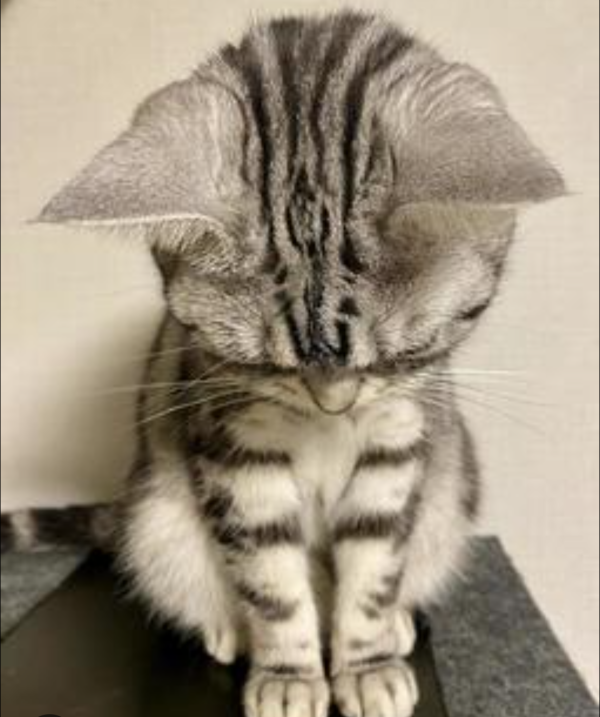 ご予約ありがとうございます