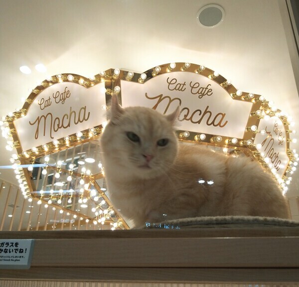 猫カフェ🐾