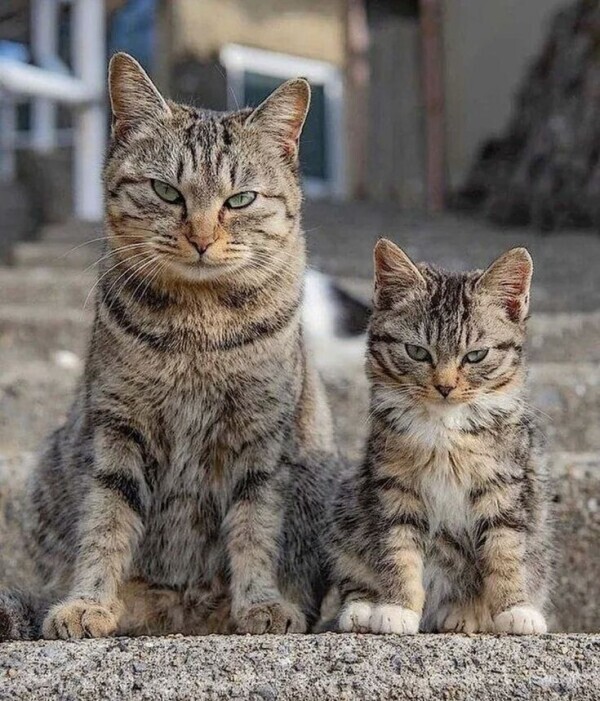 MRIとレントゲン