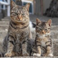 MRIとレントゲン