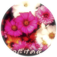 世界に一つだけの花