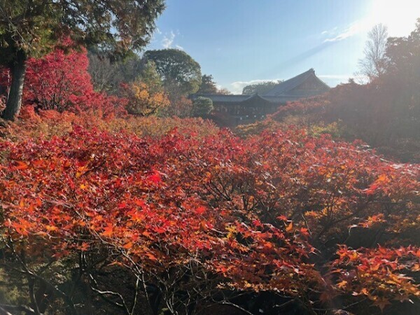 マダムの日は晴れ☀️