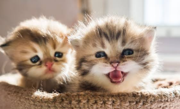 明日夕方より出勤です