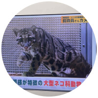 ウンピョウ