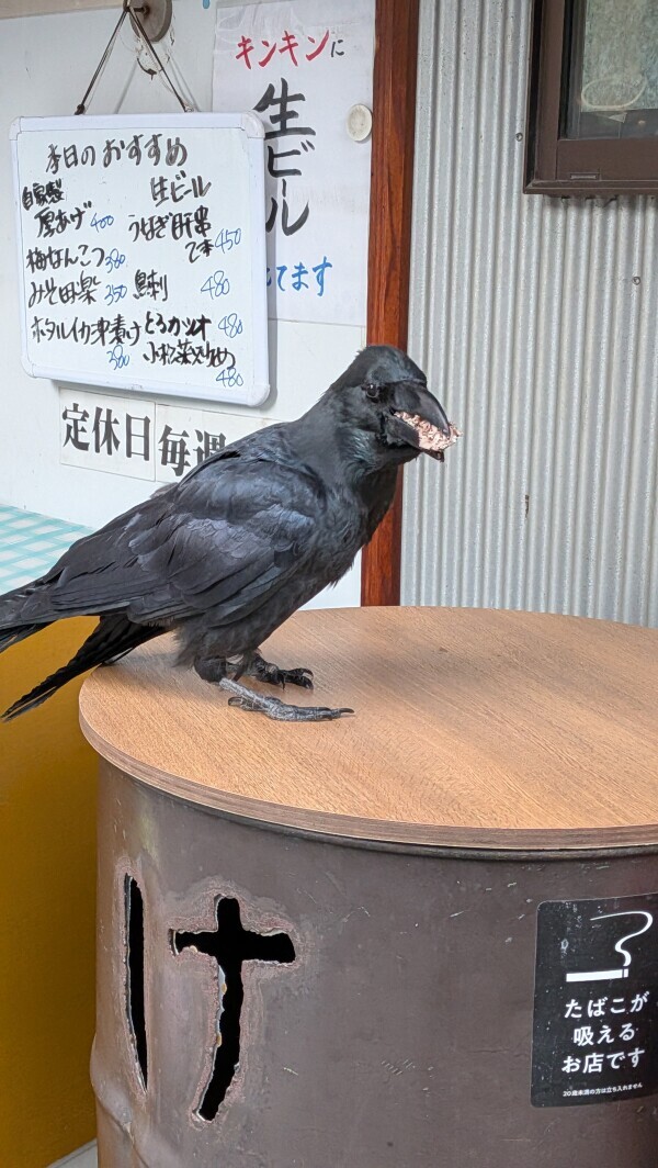 鴉🐦‍⬛∗*ﾟ