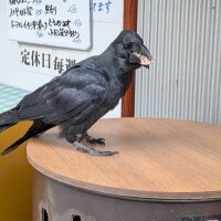 鴉🐦‍⬛∗*ﾟ