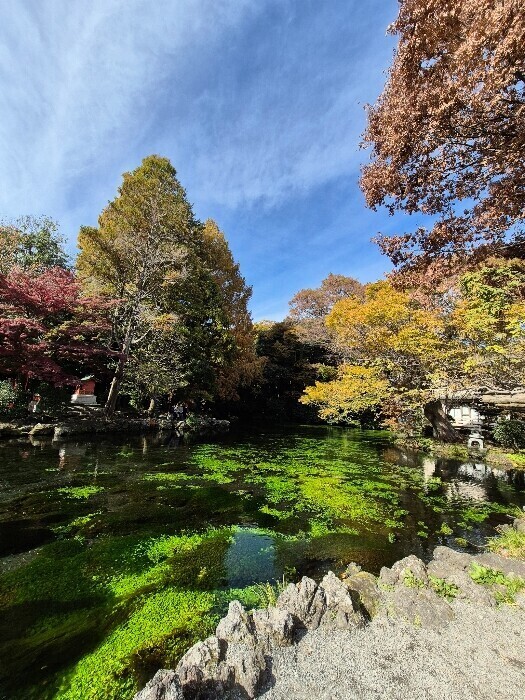 ✨🪷水曜日🪷✨