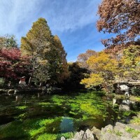 ✨🪷水曜日🪷✨