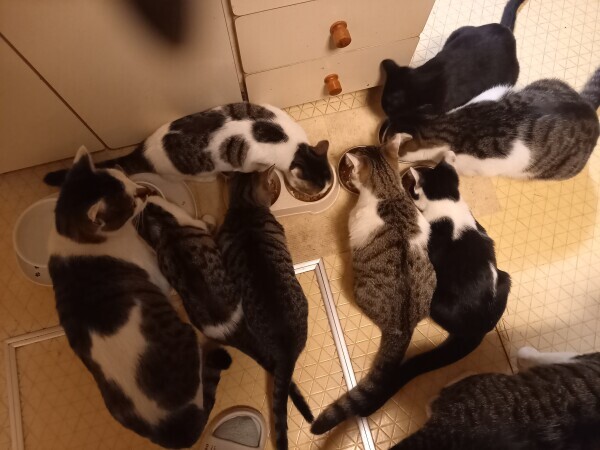 ゴミ出し完了😸