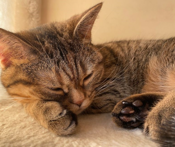 出勤しました🐾