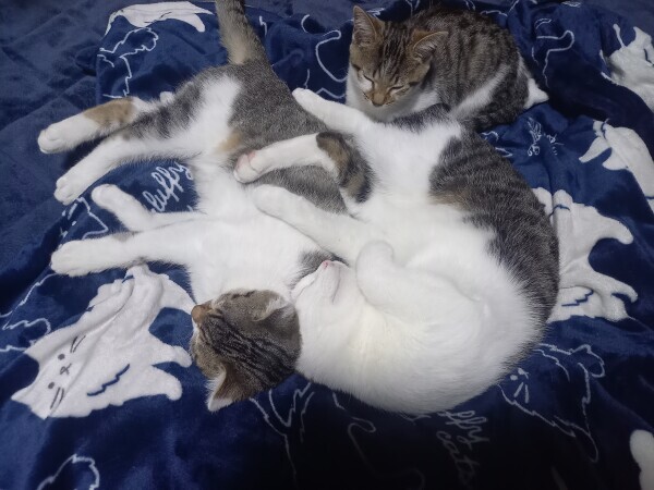 おやすみなさい😴