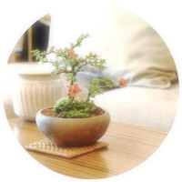 盆栽をはじめる